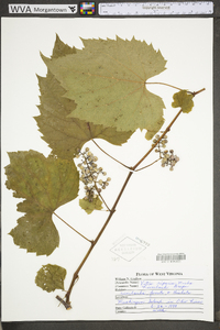 Vitis riparia image