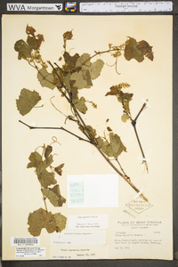 Vitis riparia image