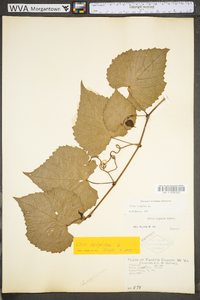 Vitis vulpina image