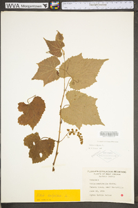 Vitis vulpina image