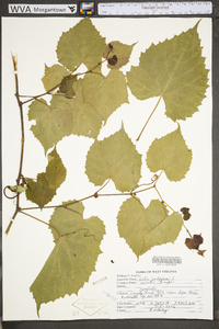 Vitis vulpina image