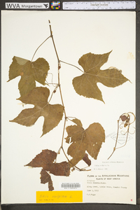 Vitis vulpina image