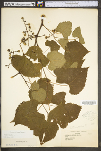 Vitis vulpina image