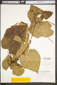 Vitis vulpina image