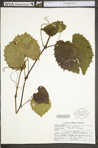 Vitis vulpina image