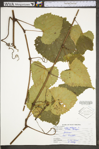 Vitis vulpina image