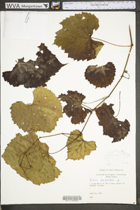 Vitis vulpina image