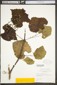 Vitis vulpina image