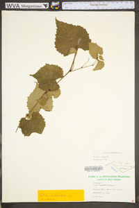 Vitis vulpina image