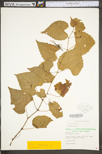 Vitis vulpina image