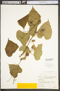 Vitis vulpina image