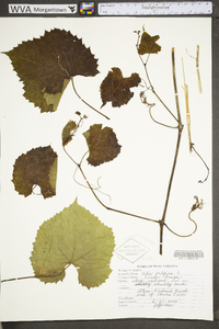 Vitis vulpina image