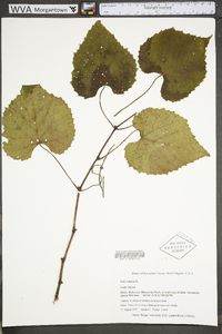 Vitis vulpina image