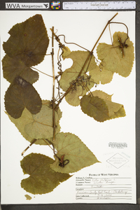 Vitis vulpina image