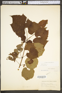 Vitis vulpina image