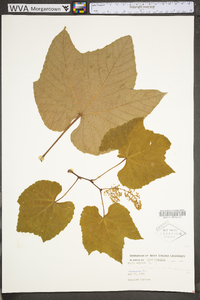 Vitis vulpina image