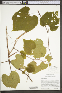 Vitis vulpina image