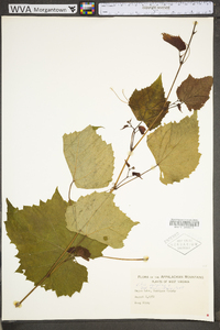 Vitis vulpina image