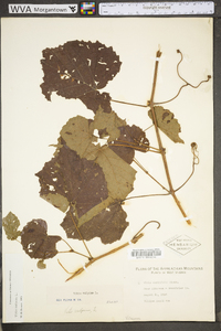 Vitis vulpina image