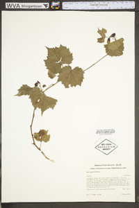 Vitis riparia image