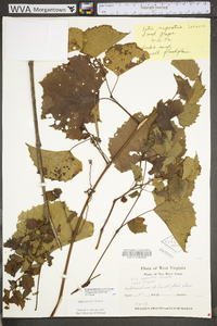 Vitis rupestris image