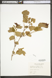 Vitis rupestris image