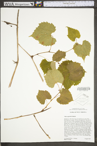 Vitis rupestris image