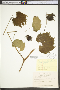 Vitis rupestris image