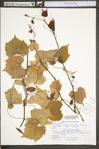 Vitis rupestris image