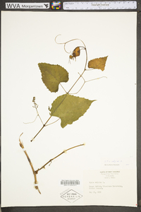 Vitis vulpina image