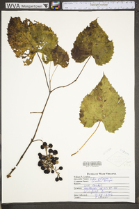 Vitis vulpina image