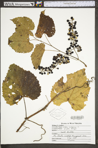 Vitis vulpina image