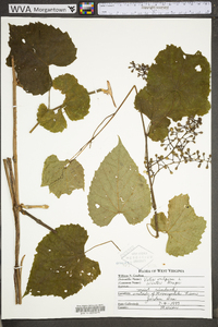 Vitis vulpina image