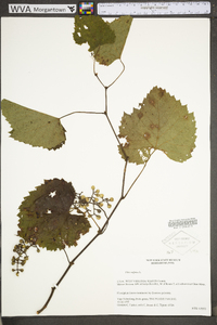 Vitis vulpina image