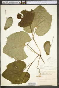 Vitis vulpina image