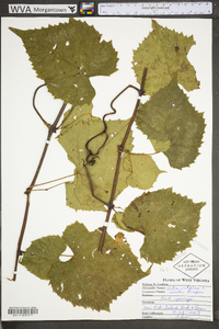 Vitis vulpina image