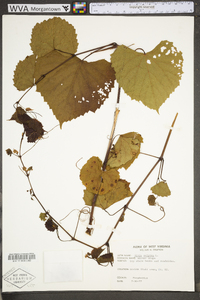 Vitis vulpina image