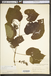 Vitis vulpina image