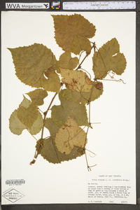 Vitis vulpina image