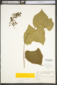 Vitis vulpina image