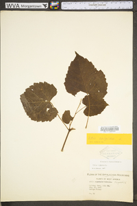 Vitis vulpina image