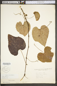 Vitis vulpina image