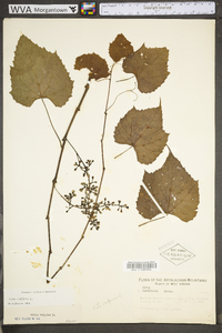 Vitis vulpina image