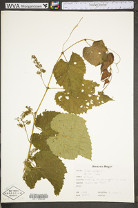 Vitis vulpina image