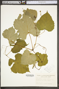 Vitis vulpina image