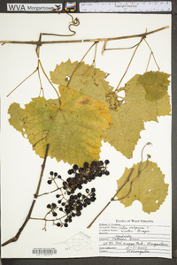 Vitis vulpina image