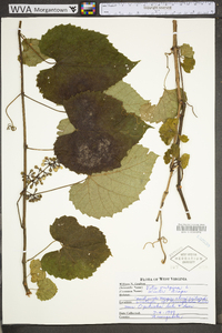 Vitis vulpina image