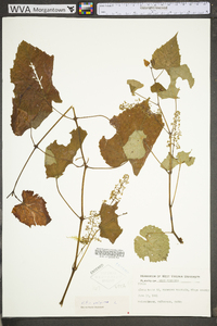 Vitis vulpina image