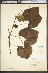 Vitis vulpina image