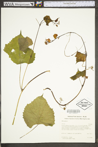 Vitis vulpina image